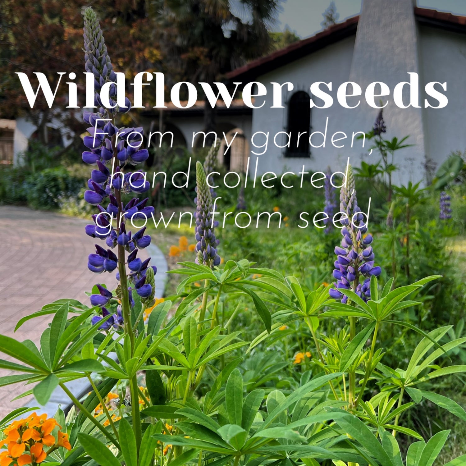 Wildflower Seeds