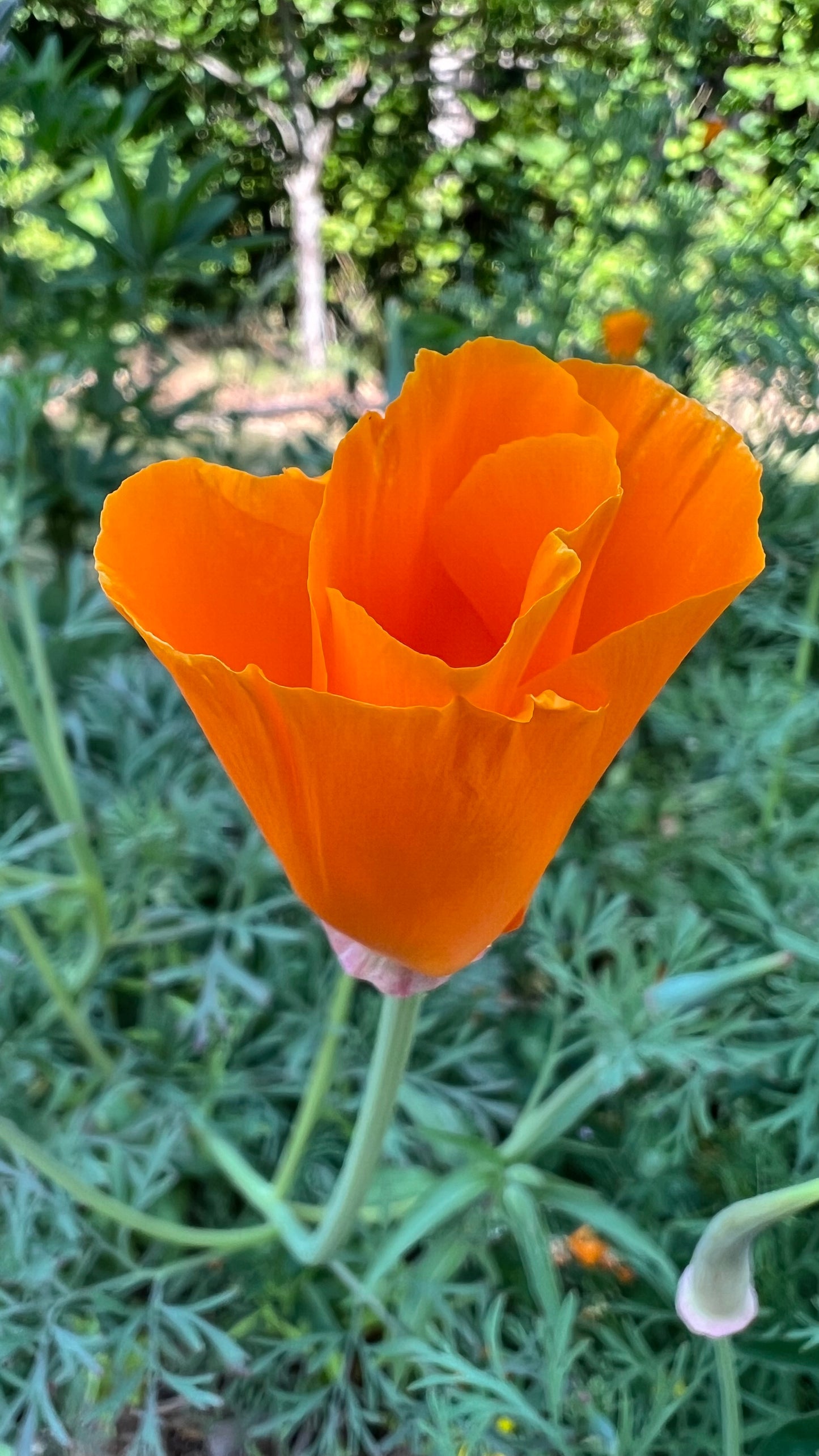 California Poppy seed sampler