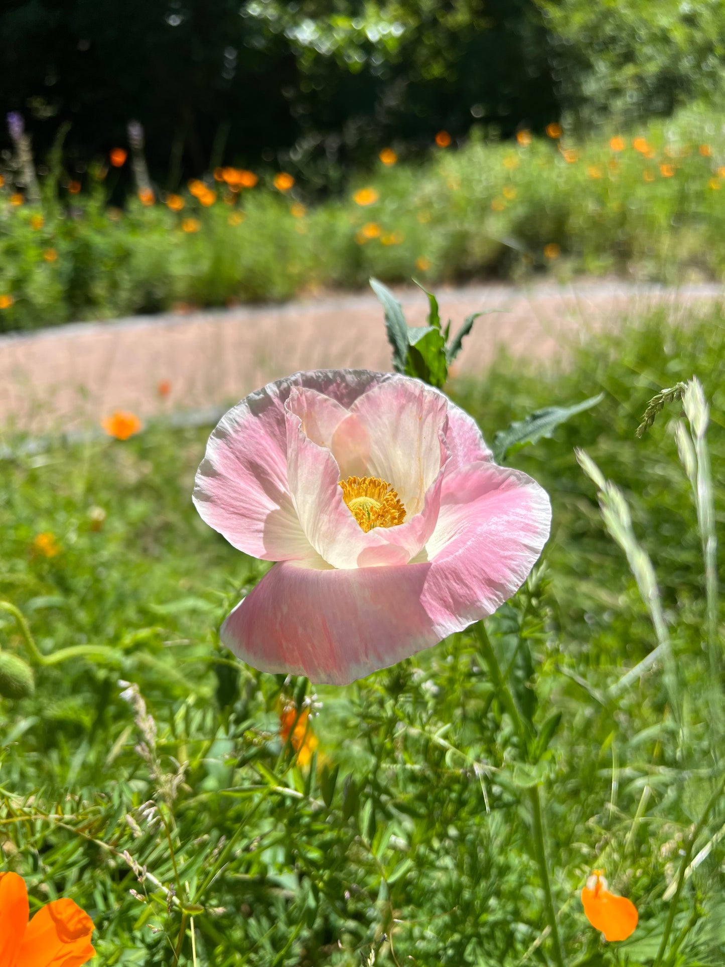 First Poppy flower chain necklace